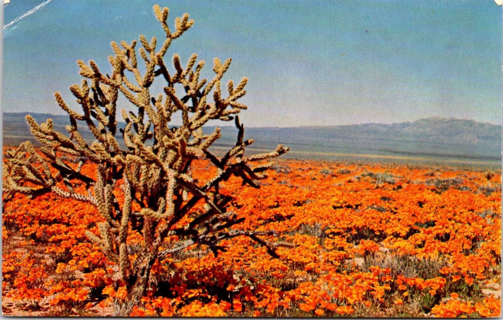 Postcard Desert Poppies Stag Horn Cholla Cactus Arizona B106