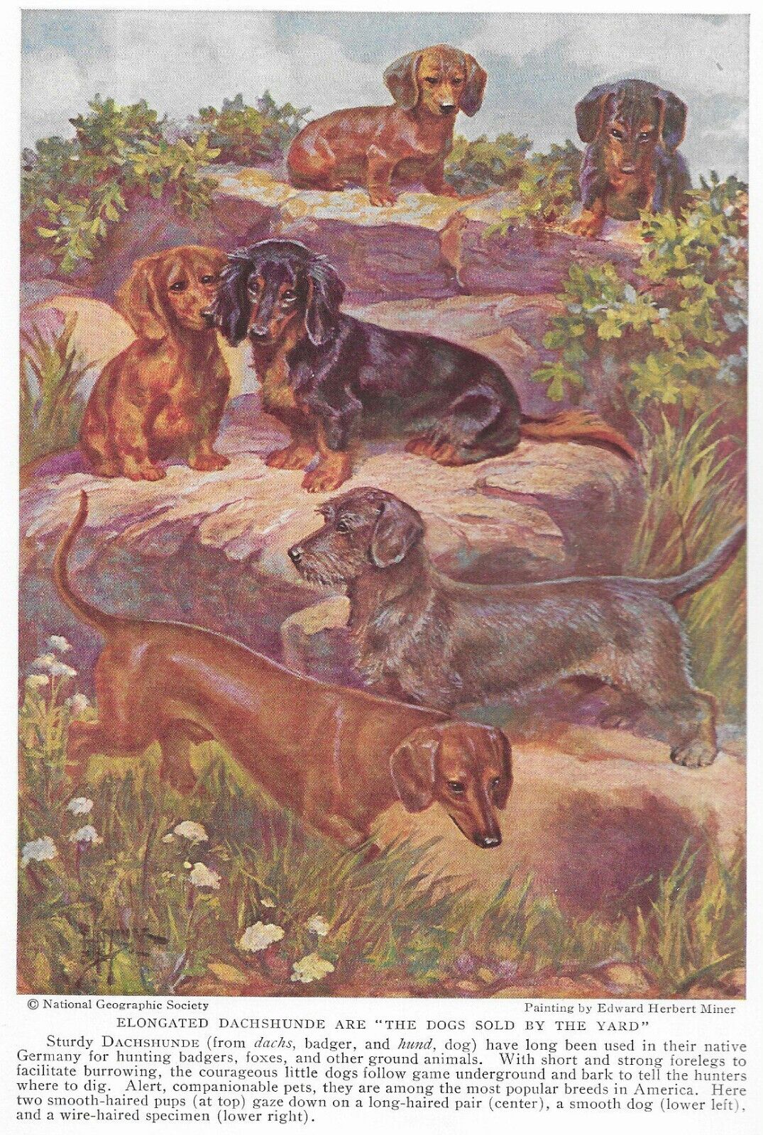 Smooth / Wire / Dachshund - Custom Matted - 1937 Vintage Color Dog Art Print