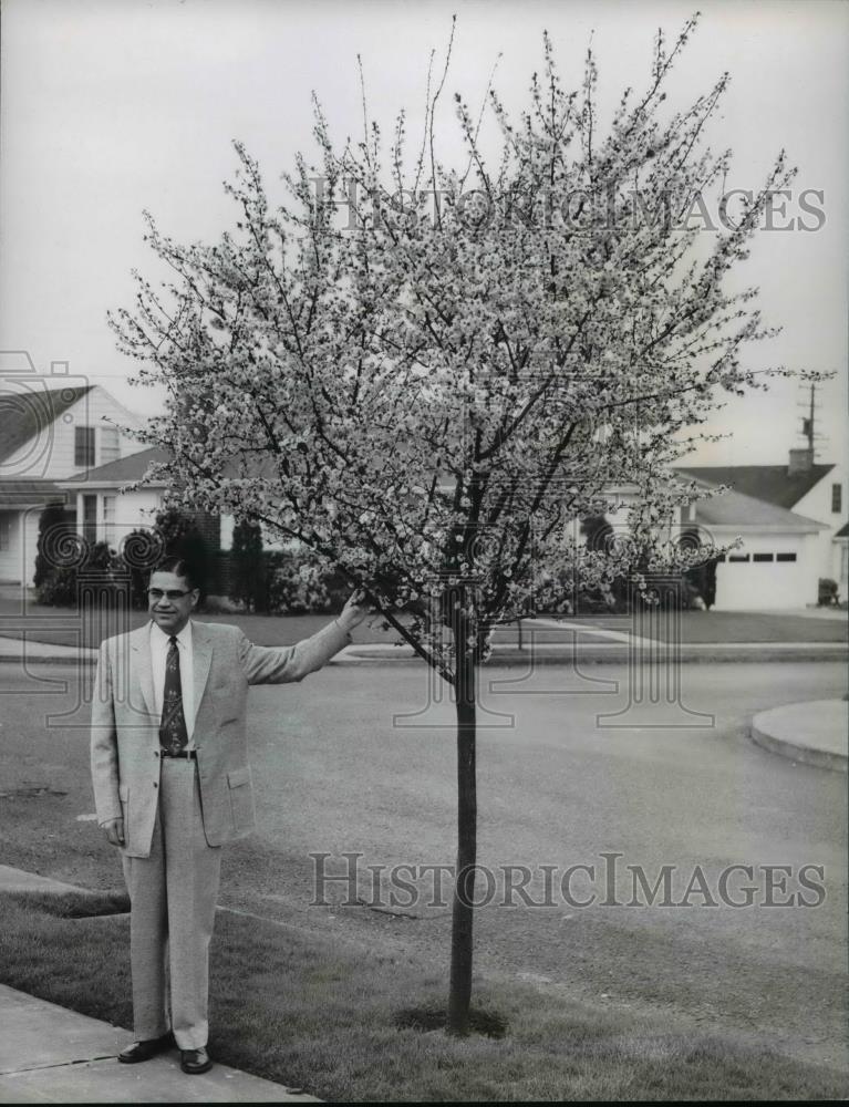 1957 Press Photo Paul M Rhodes besides double flowering plum tree in Portland