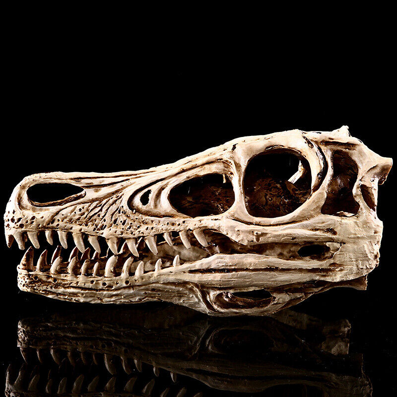 Velociraptor Fossil Head Skull Prehistoric Statue Dinosaur Skeleton Replica 24cm