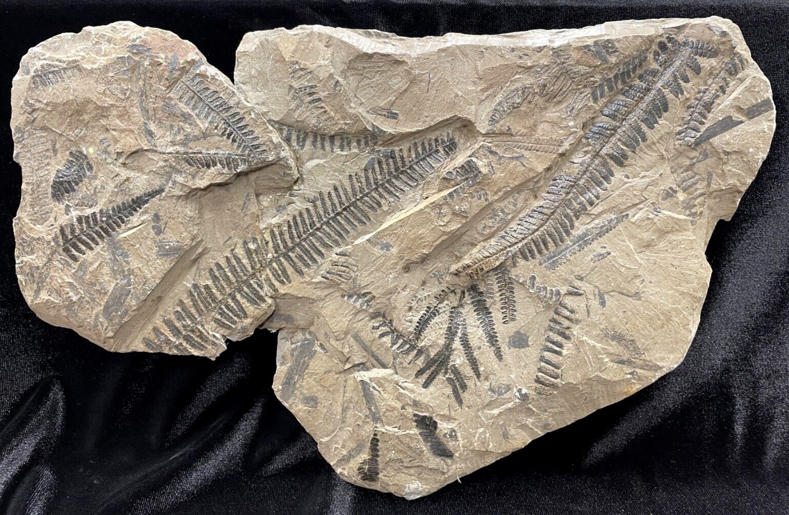 Massive Pecopteris Fossil Plate, Germany