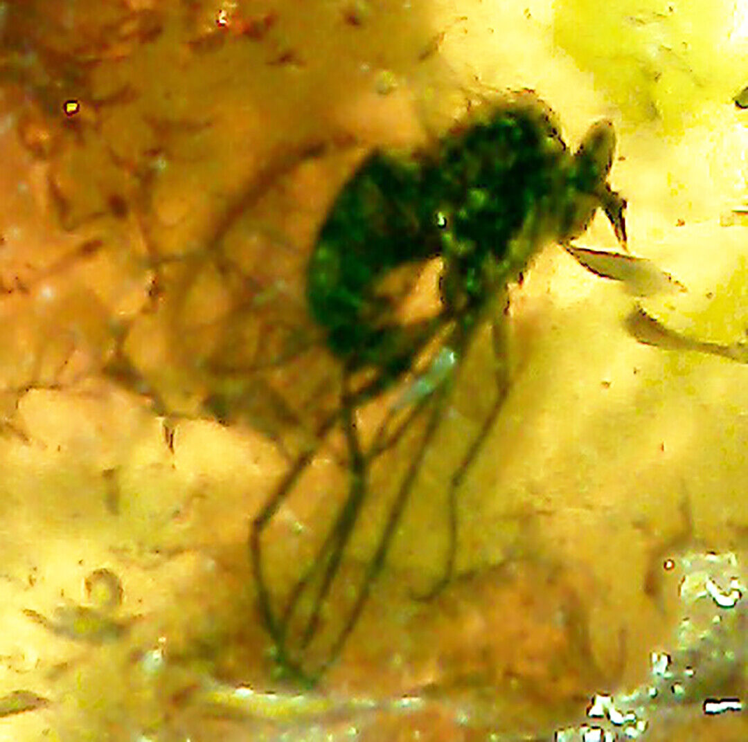 Baltic Amber Fly and Gnat Prehistoric Inclusions and 4x Magnifying Case