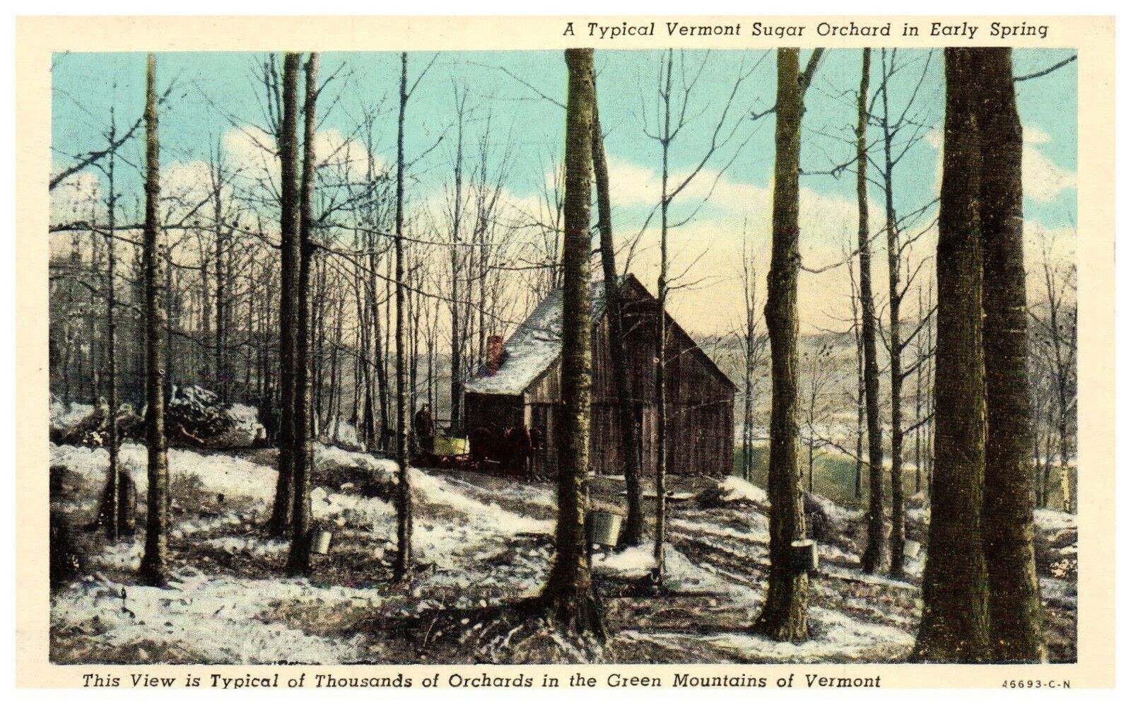 Green Mountains Vermont Sugar Shack Orchard White Border Postcard c.1940 Unused