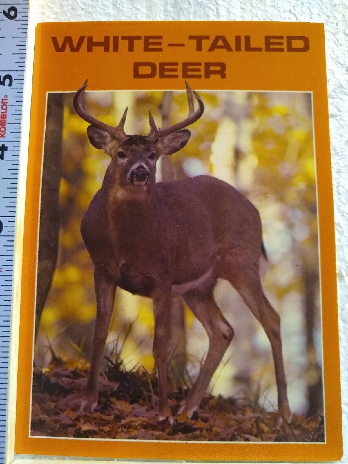Postcard White-Tailed Deer Guard Over his Forest