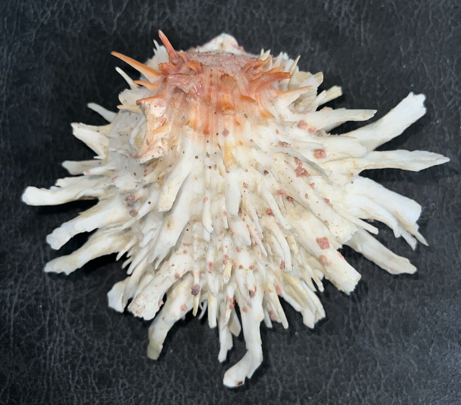 spondylus shell - Spiny Oyster shell-unknown origin. Approximately 6”