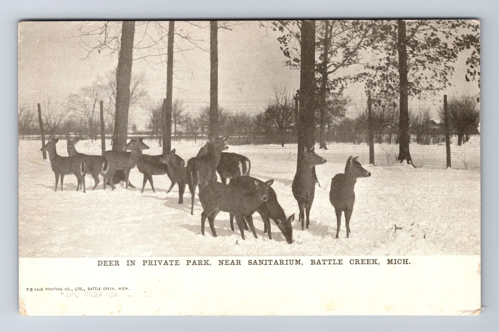 Battle Creek MI-Michigan, Deer in Park near Sanitarium, Vintage Postcard