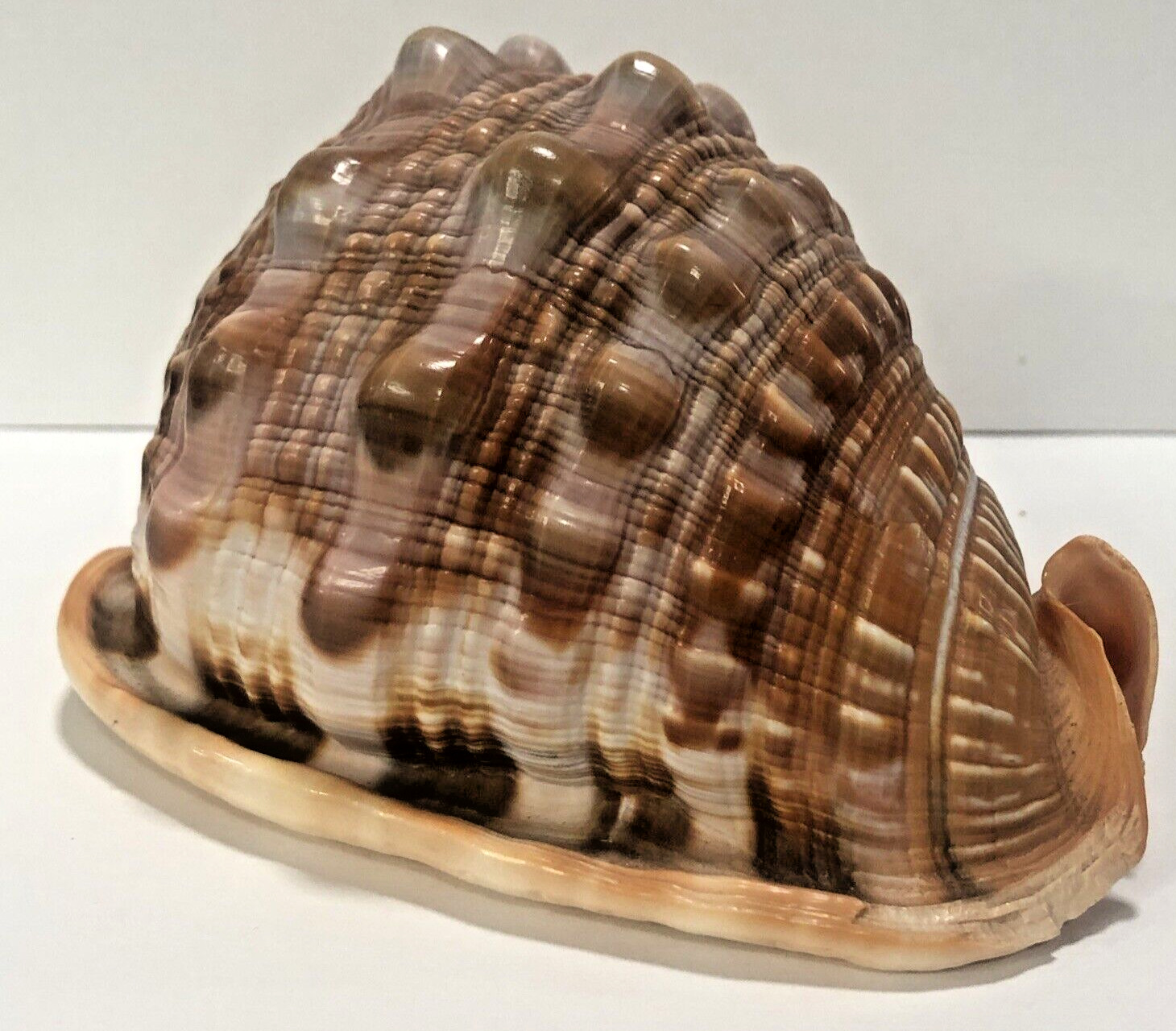 Seashell Large Size 125 mm From collection Rare and Beautiful