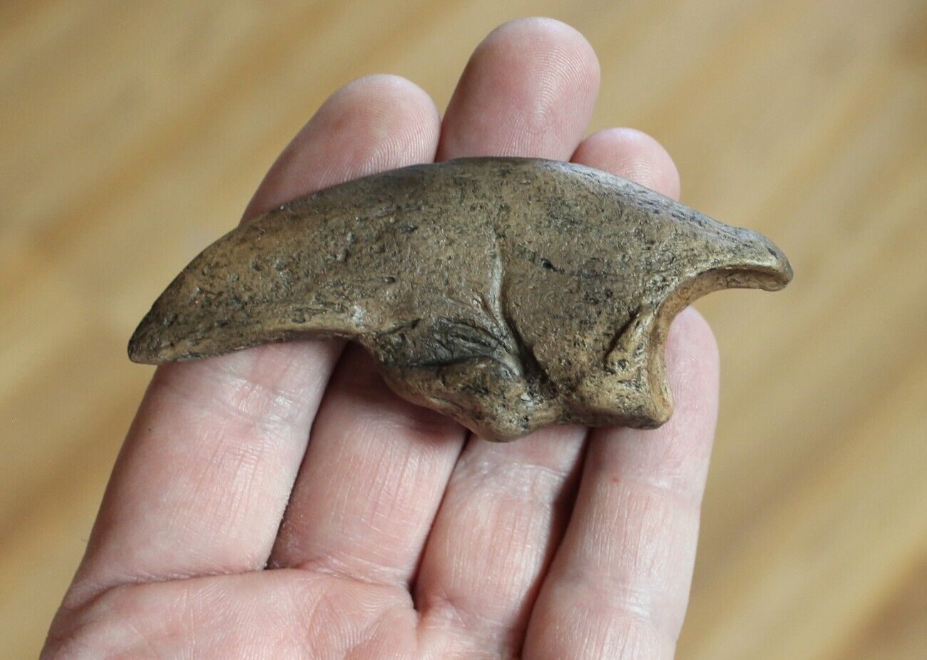 Replica Fossil Giant Sloth claw Megalonyx leptostomus Early Pleistocene