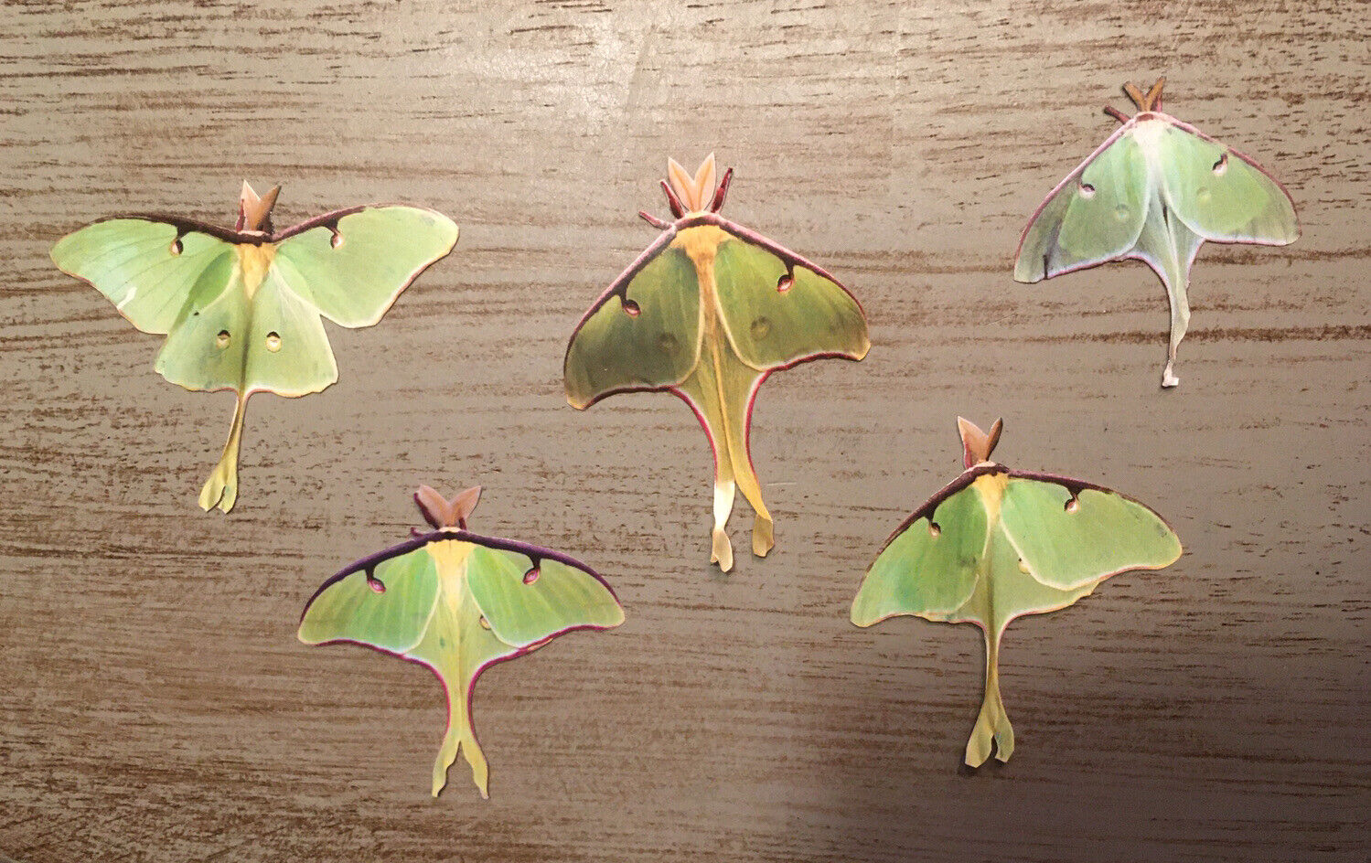 Luna Moth Stickers 15 Life-like Homemade Photograph Insect Bug Mini Scrapbooking