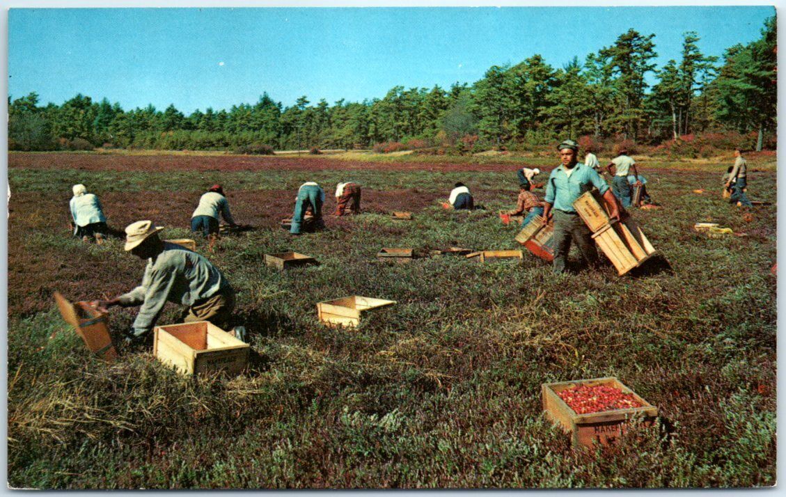 Postcard - Cranberry Picking Time, Cape Cod, Massachusetts
