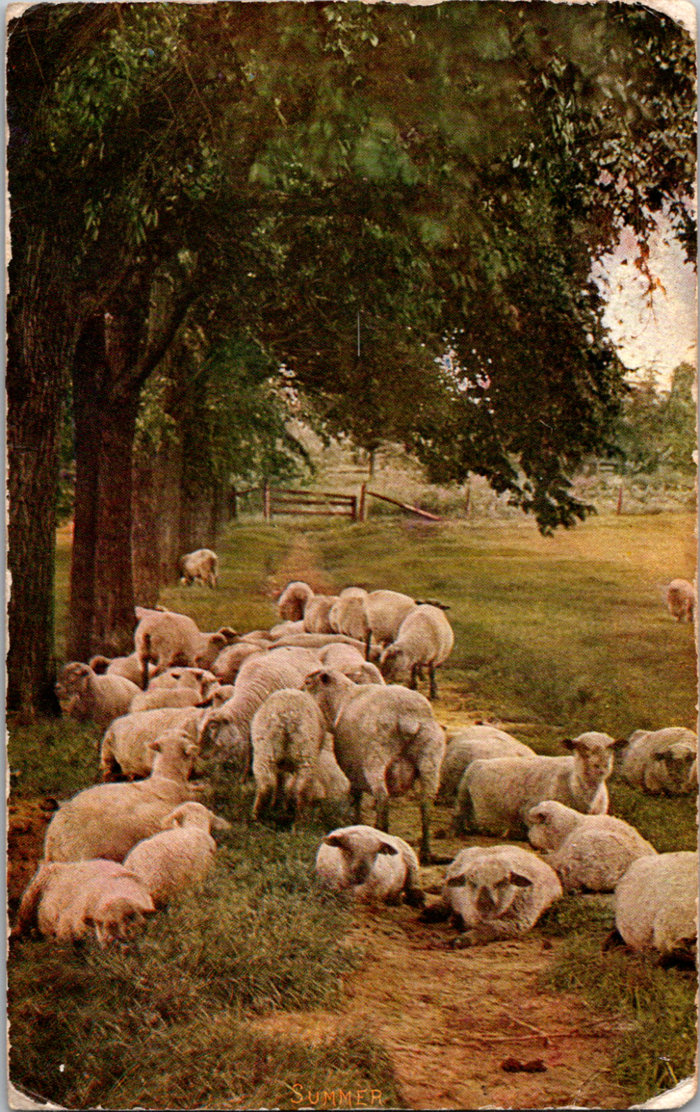 Vintage C. 1907 Hot Summer Sheep Laying in Shade Pasture Caldwell PA Postcard