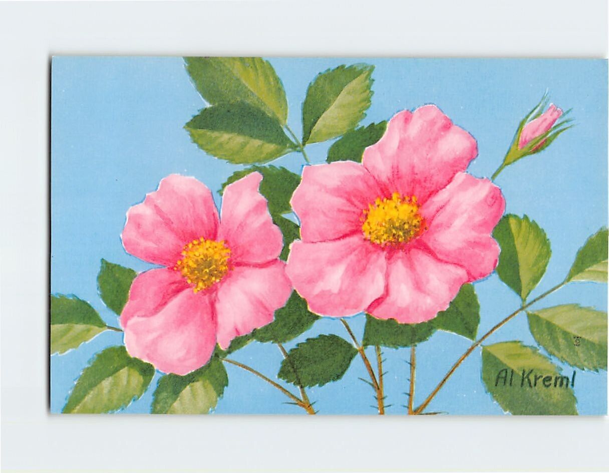 Postcard Beautiful Wild Rose