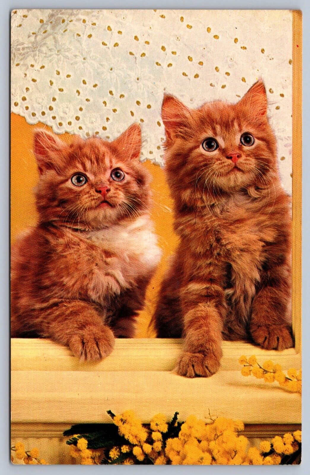 Postcard Two Cute Kittens \