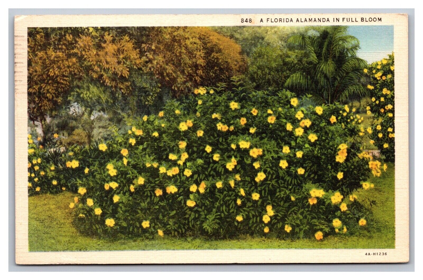 St. Petersburg FL Florida Alamanda in Full Bloom Linen Postcard Posted 1938