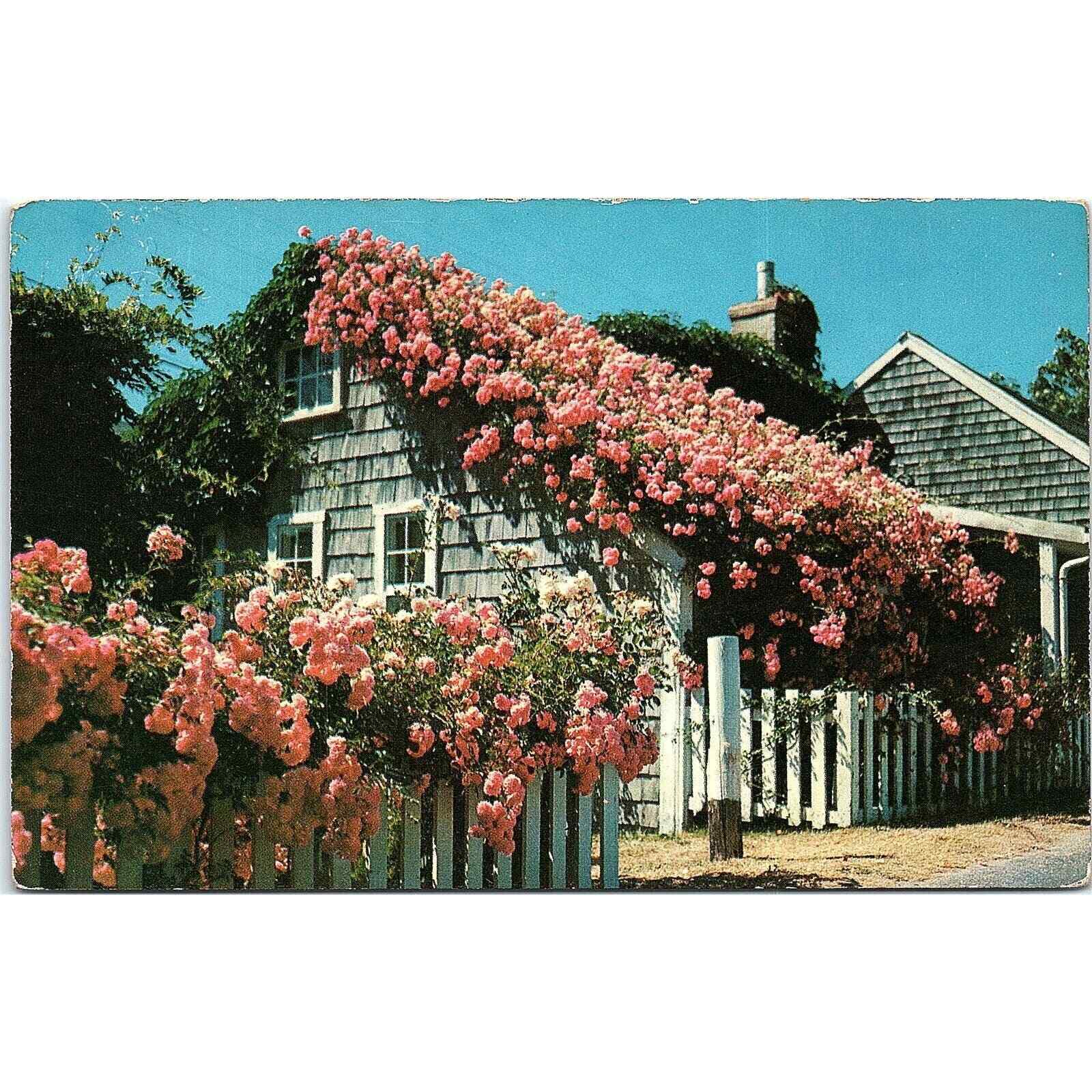 Typical Rose Covered Cottage Siasconset, MA Postcard