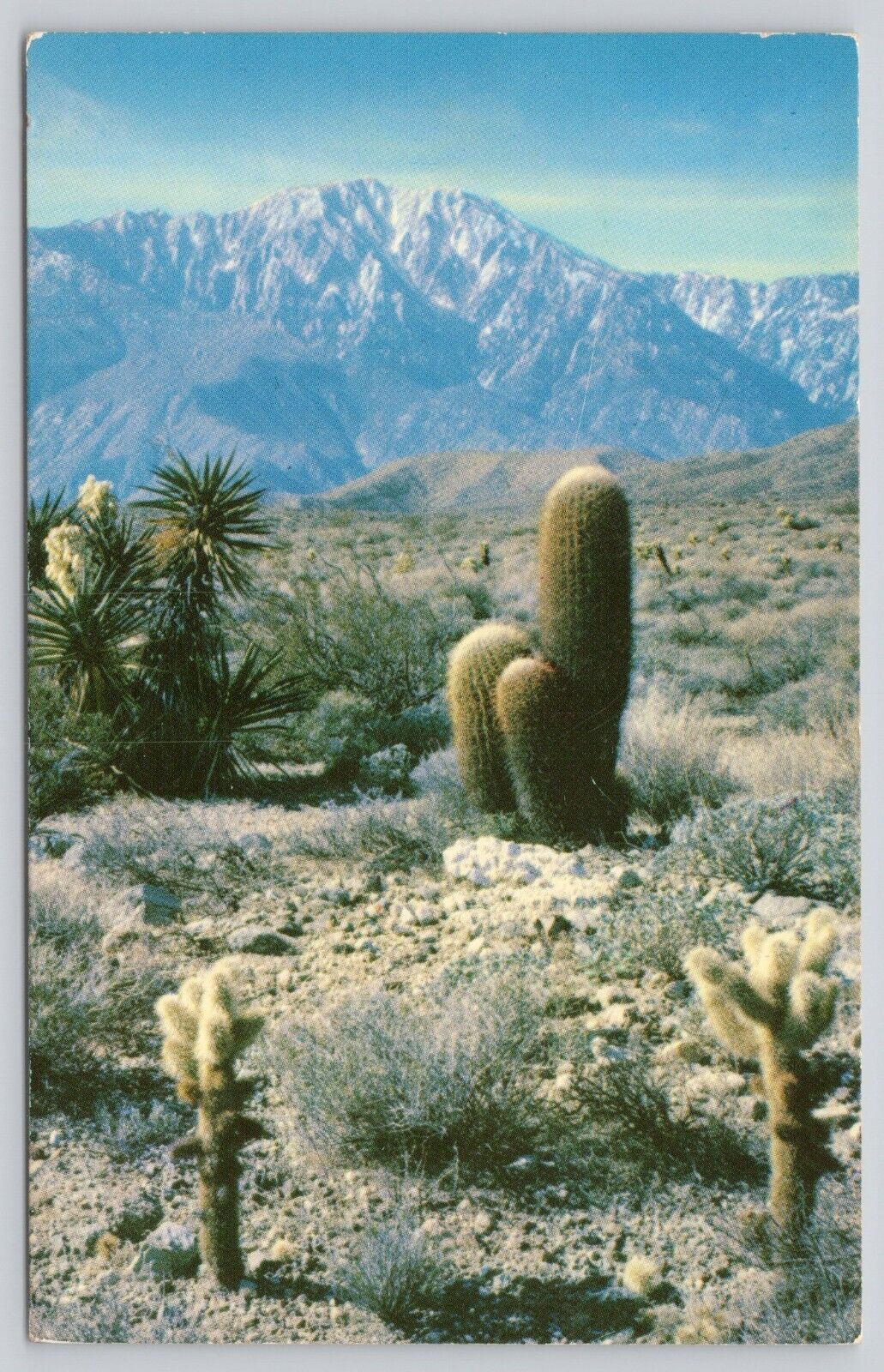 Postcard Desert Panorama Cholla Barrel Cactus Mojave Yucca Bloom CA (980)