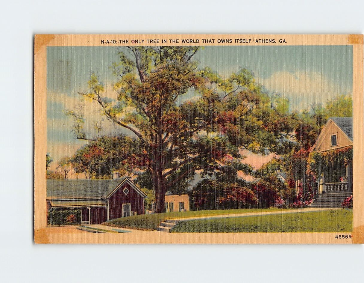 Postcard The Only Tree In The World That Owns Itself Athens Georgia USA