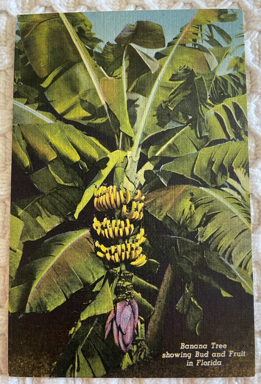 Banana Tree Showing Bud And Fruit In Florida Vintage Linen Postcard