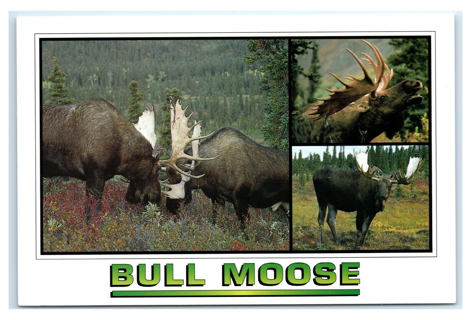 Postcard Bull Moose multi-view Maine ME K1
