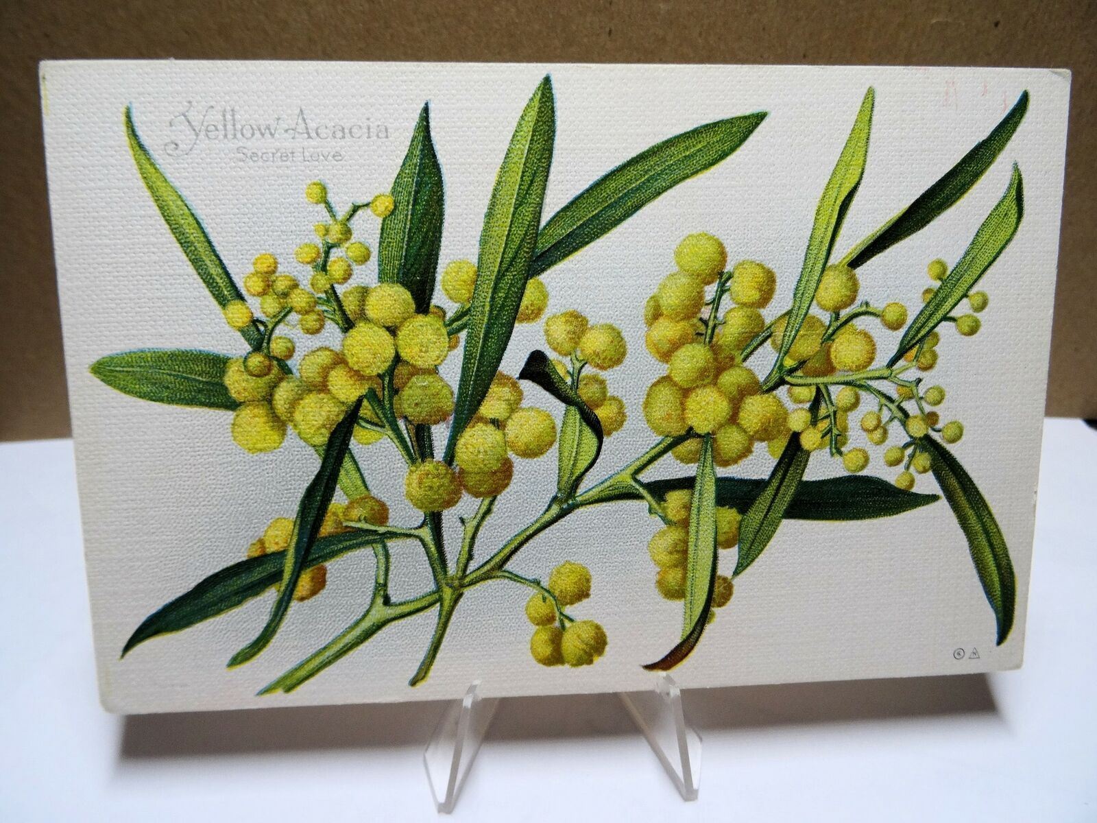 Linen Postcard Yellow Acacia Secret Love Flower CA Flowers Series