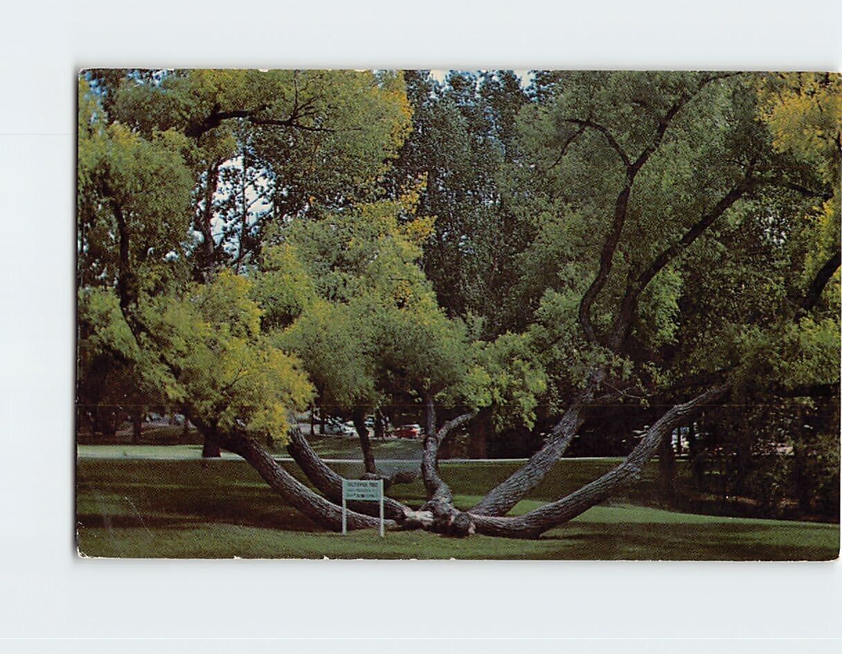Postcard Octopus Tree on the University of Wyoming Campus USA