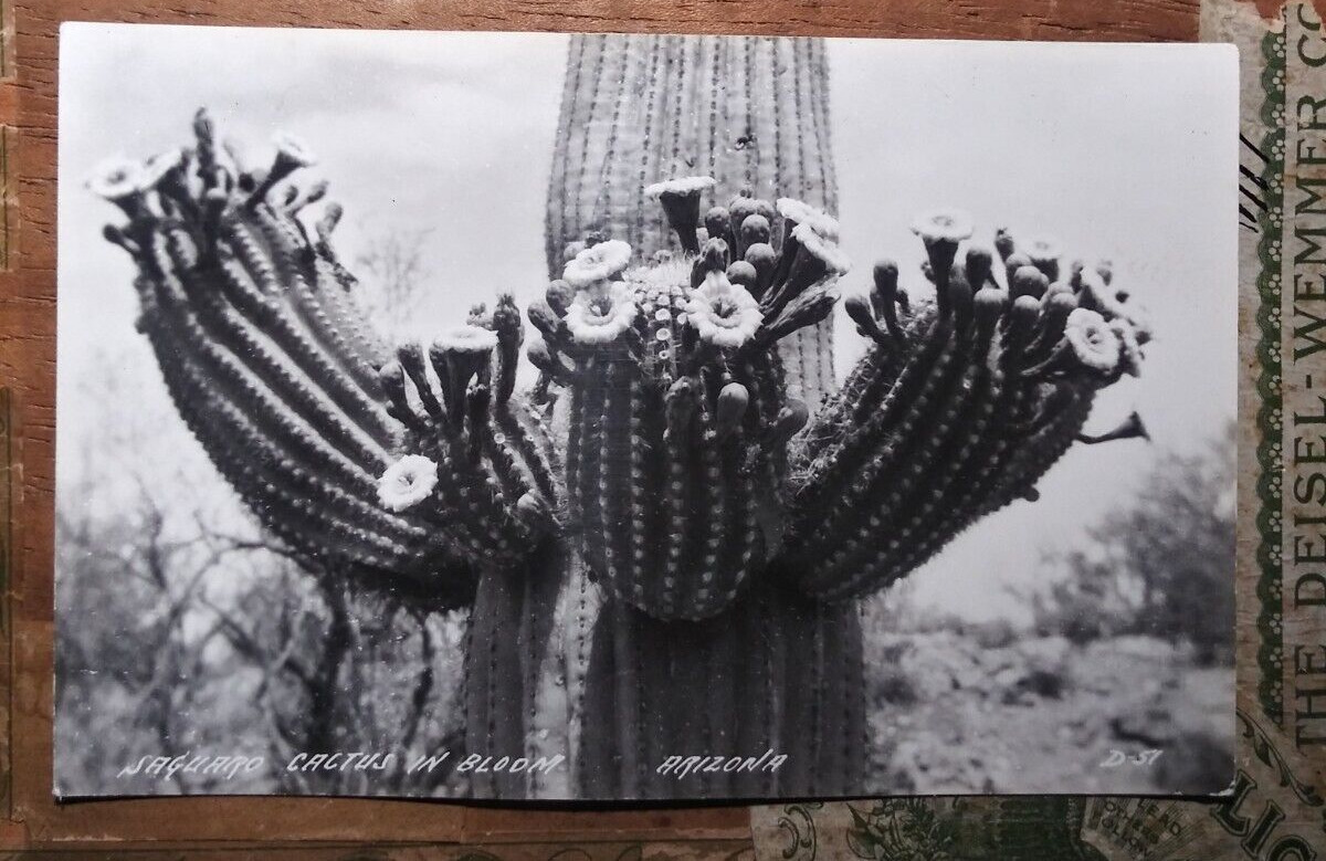 saguaro cactus blooming in the Arizona desert- rppc c 1910