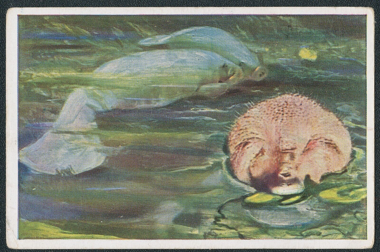 1933 MANATEE GERMAN WUNDER DER TIERWEIT TOBACCO ANIMAL CARD #96 VG/EX