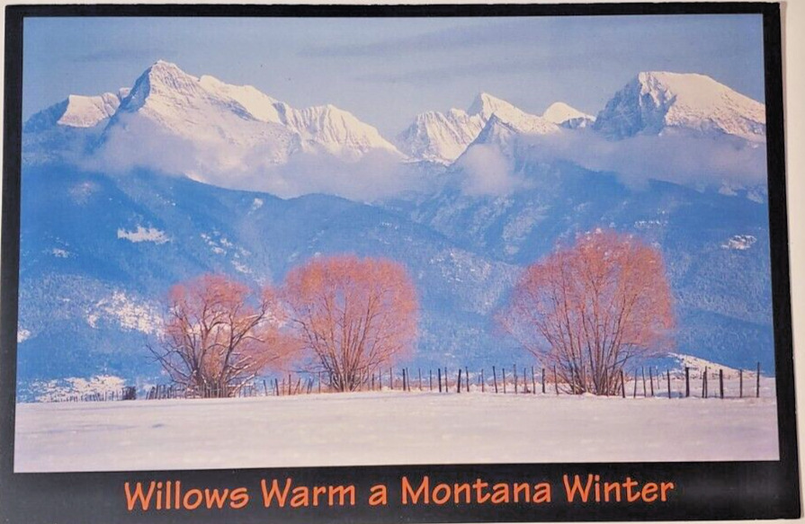 Postcard Willows Warm a Montana Winter Vintage Rocky Mountains Unposted Scenic