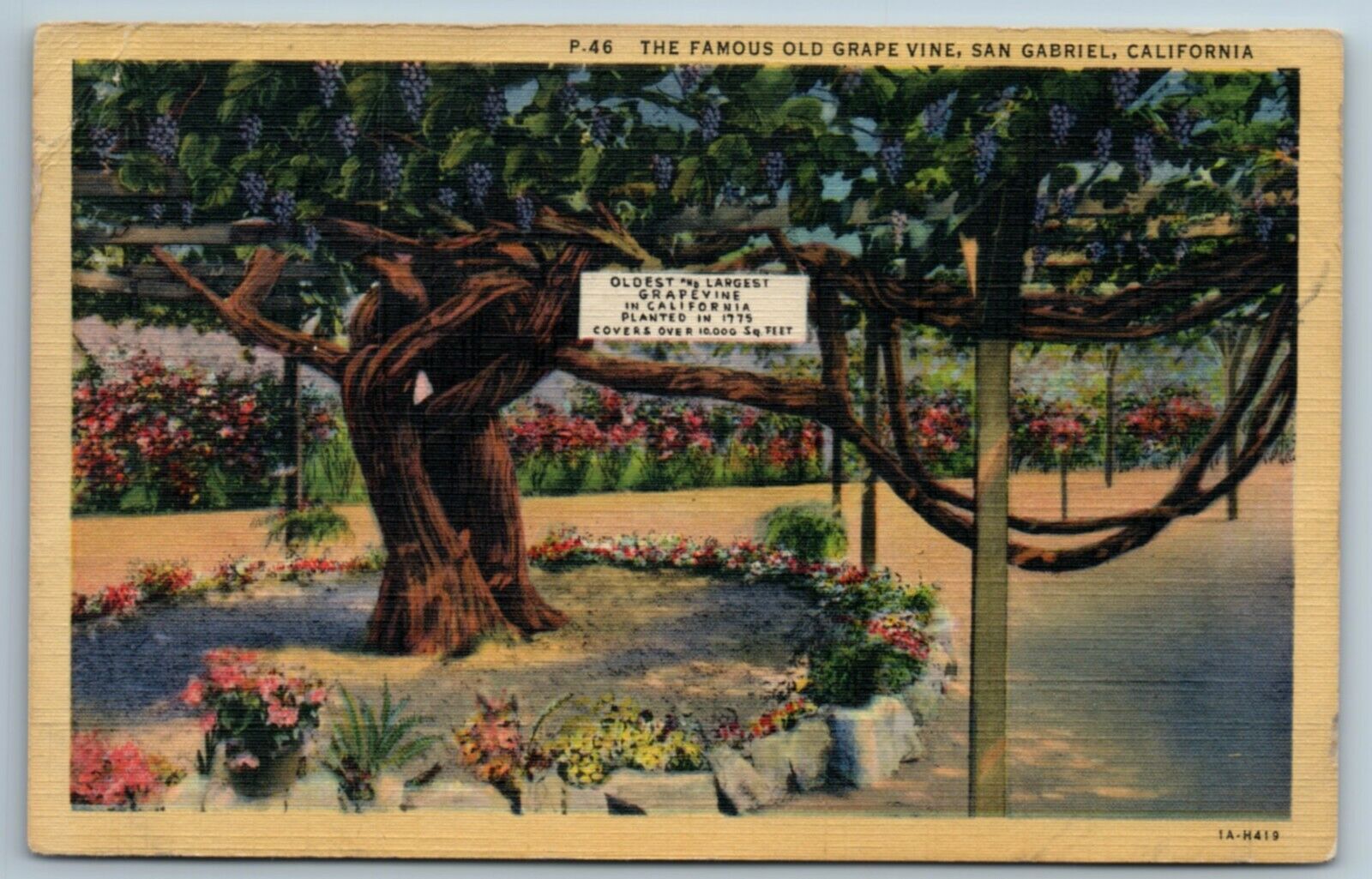 Famous Old Grapevine San Gabriel California CA Linen Postcard 1931