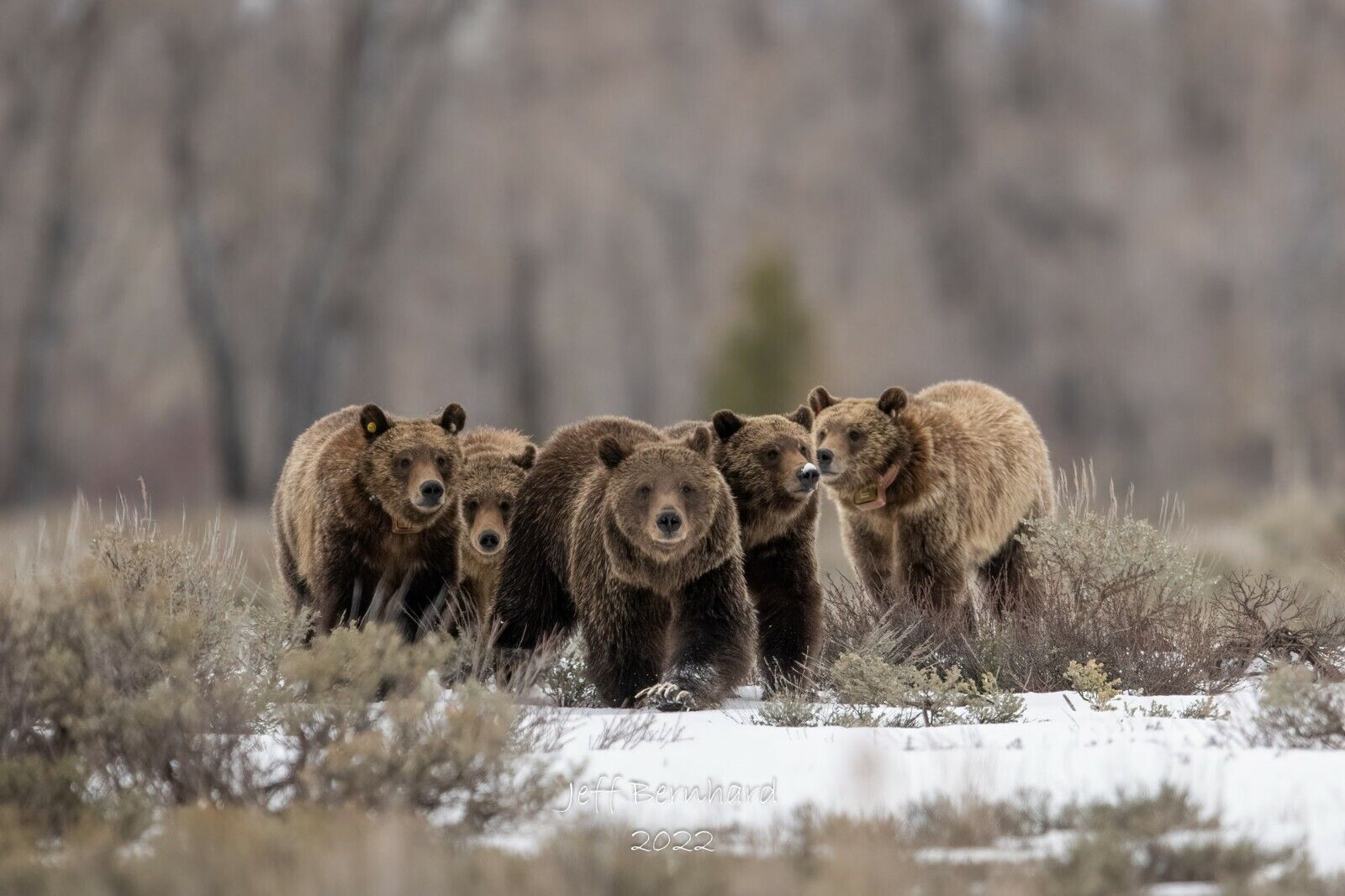 The Fantastic Five - Grizzly Bear 399 11x14 Limited Edition Photograph