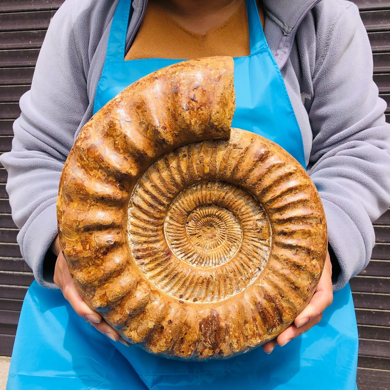 13.92LB Large Natural Beautiful Ammonite Fossil Conch Crystal Specimen Healing