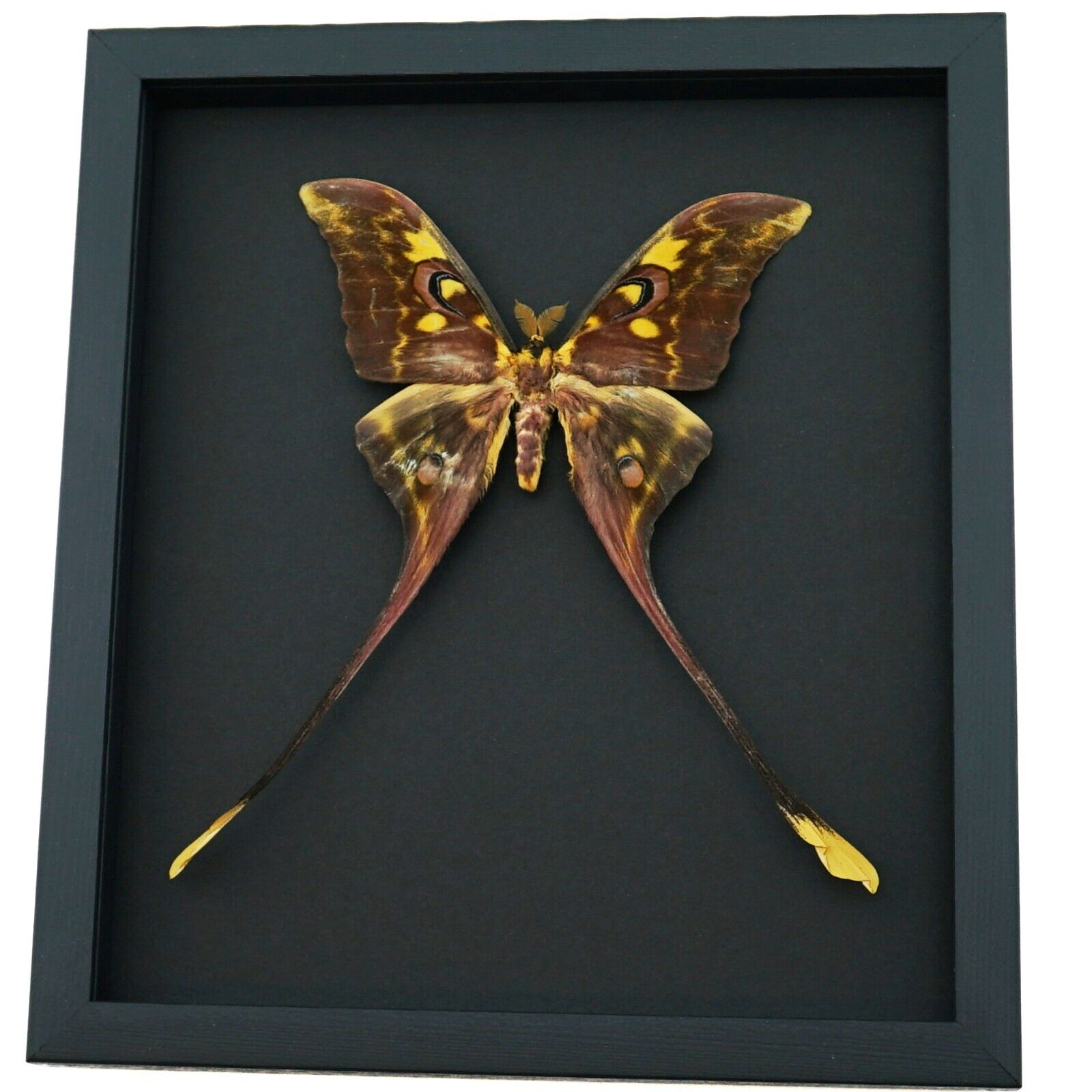 Actias isis xl Sulawesi Moon Moth Rare Framed Taxidermy Moonlight Display