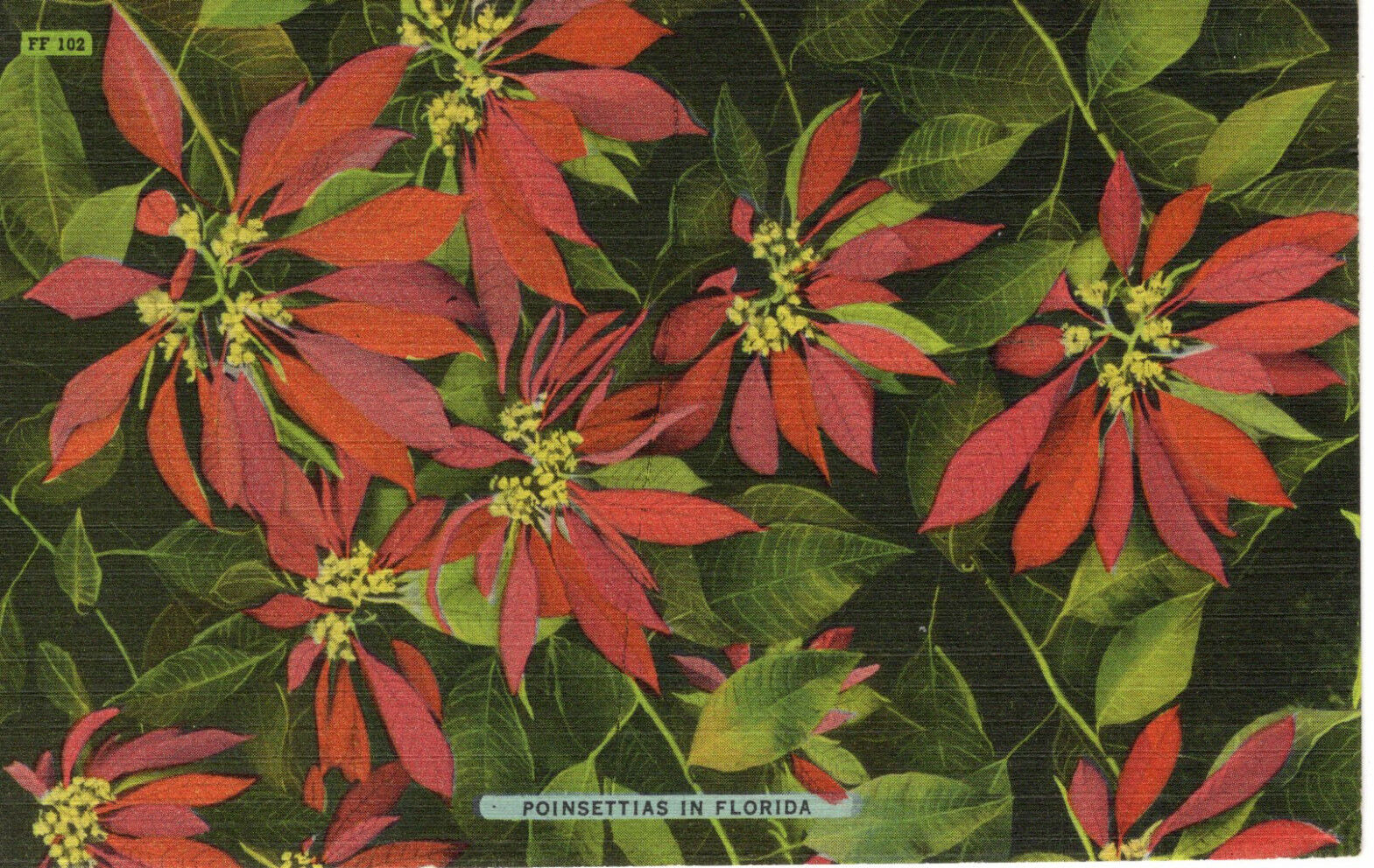 2 Postcards Christmas Embossed Poinsettias in Florida Colorful c1949 -9541