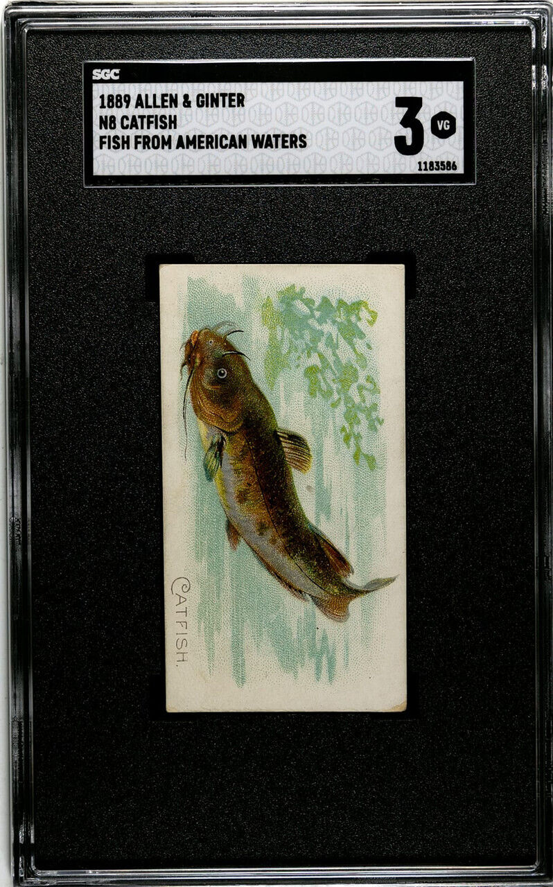 1889 N8 Allen & Ginter Catfish 50 Fish From American Waters SGC 3