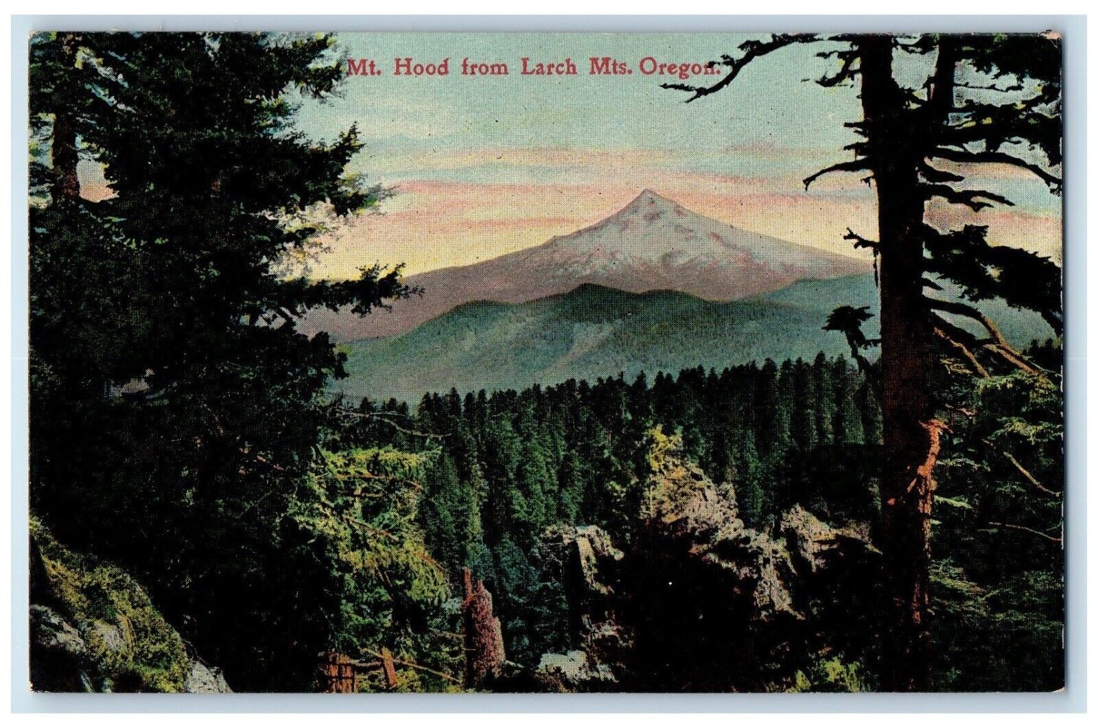 c1909 Mount Hood Larch Jungle Pine Trees Cliff Mountains Oregon Vintage Postcard