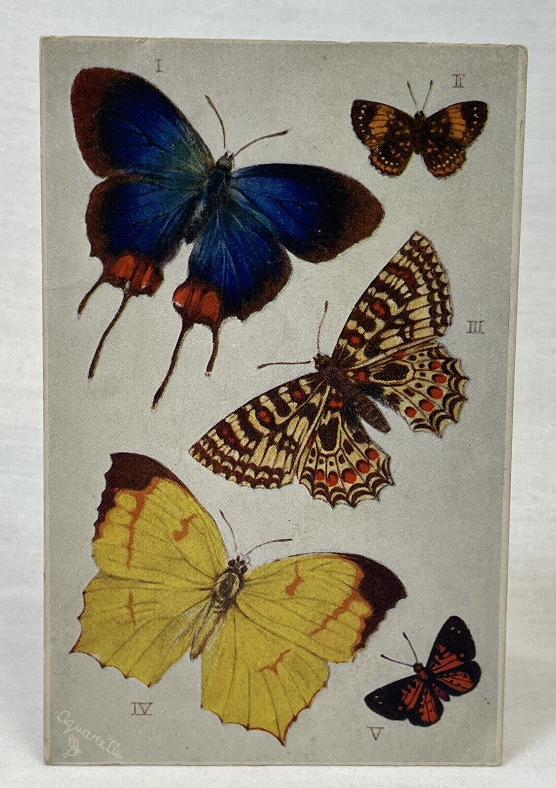 Tuck’s Post Card | Butterflies & Moths | Aquarette 9219 | England | 1900s
