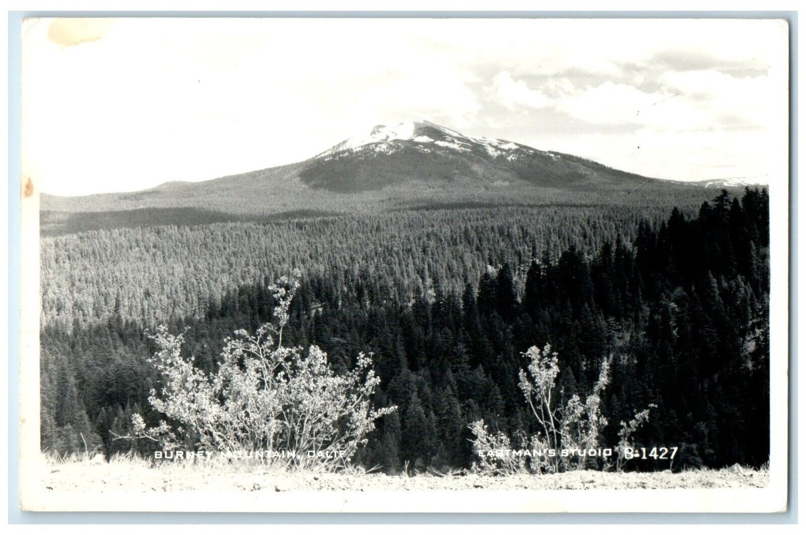 Burney Mountain California CA Memorial State Park Eastman RPPC Photo Postcard