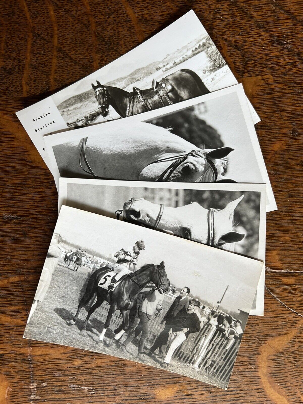 Arabian Stallion Vintage Kodak Photo Postcard Lot A (4 Postcards)
