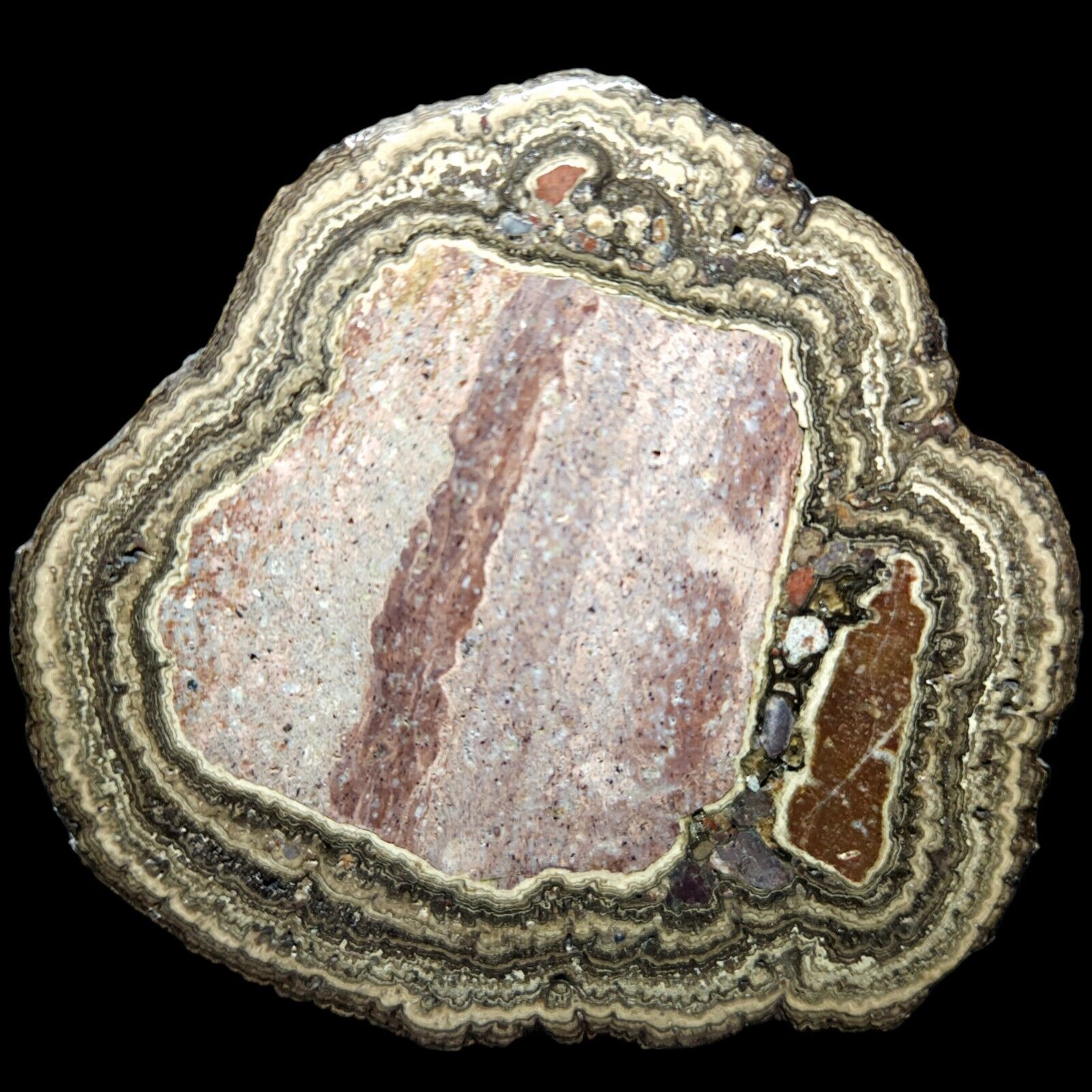 Polished Oncolite Stromatolite Microbialite Fossil, Cretaceous Age, Mexico, 165G
