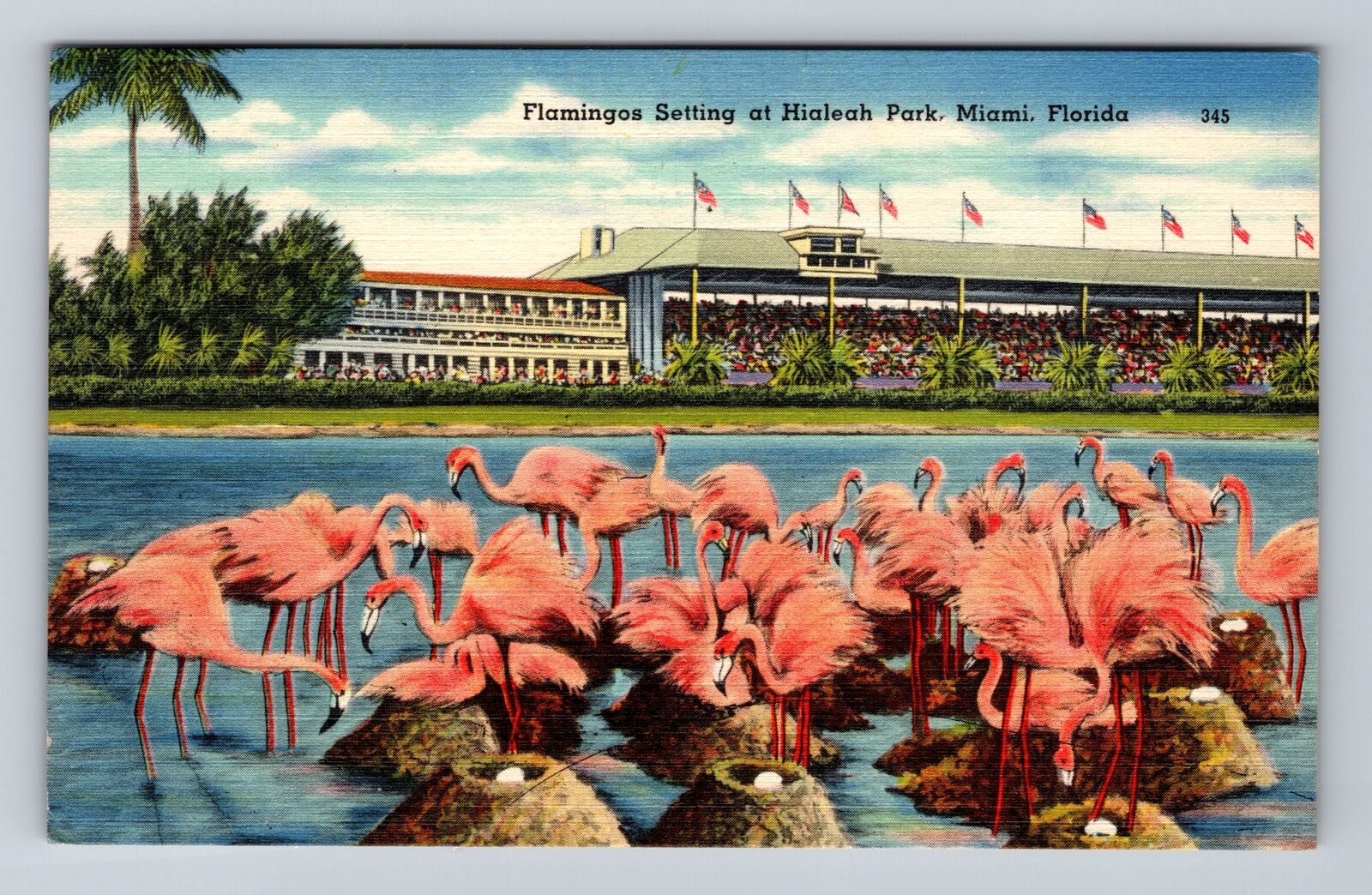 Miami FL-Florida, Hialeah Park, Flamingos Nesting Antique Vintage c1946 Postcard