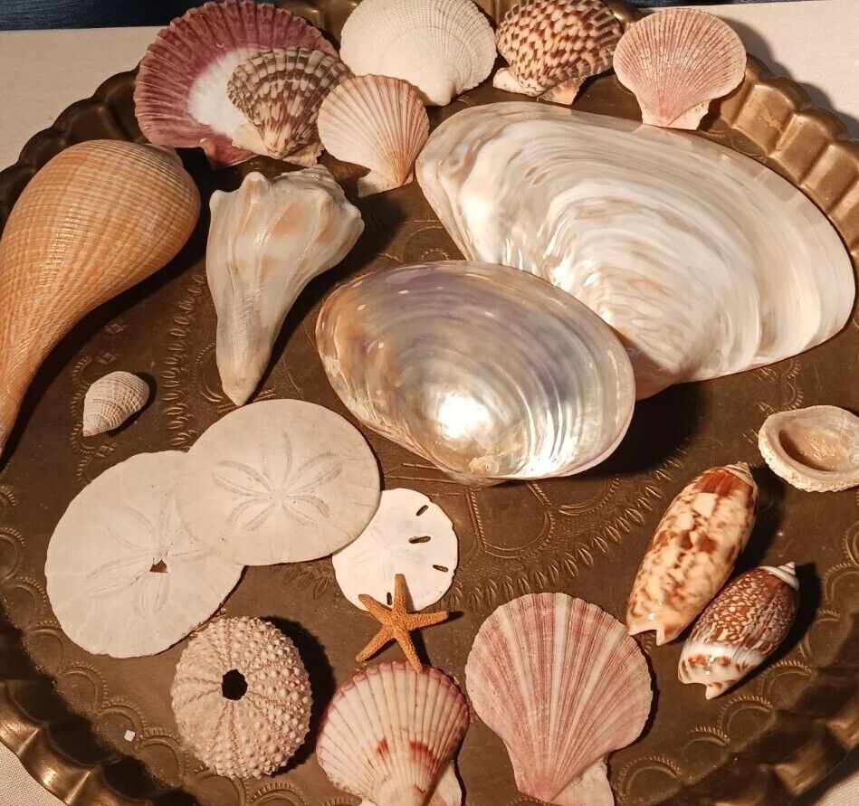 20 Colorful Seashells Mixed Lot Variety Polished Natural Decor Home Display