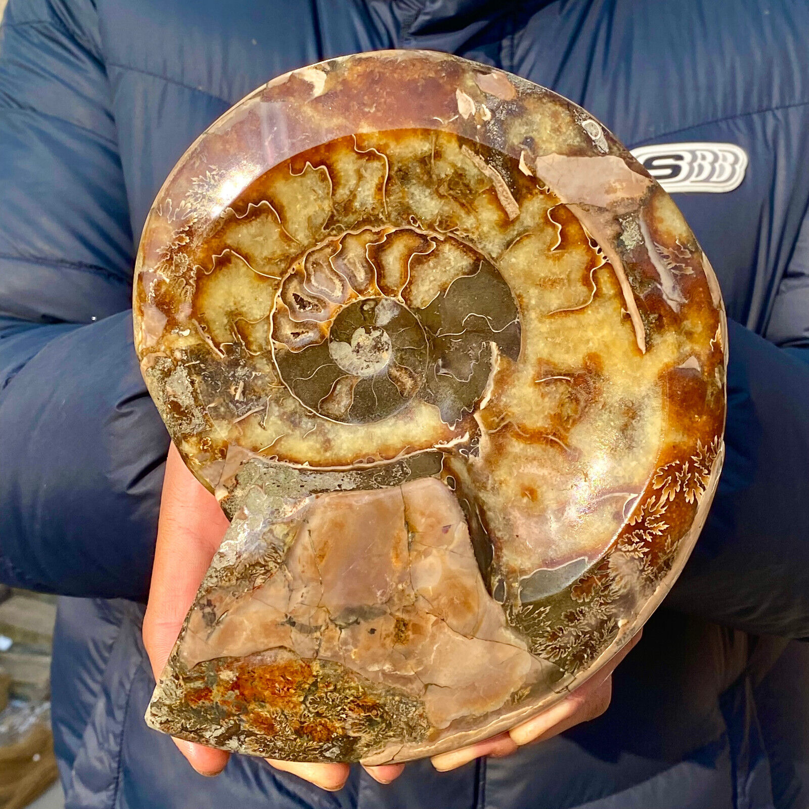 4.4LB Rare natural polished Natural conch fossil specimens of Madagascar