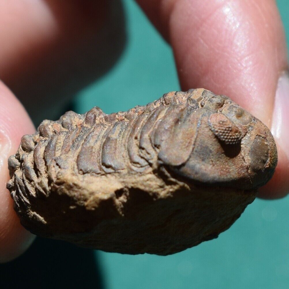 Nicely Preserved Trilobite Fossil Acastoides verneuili Bolivia Devonian