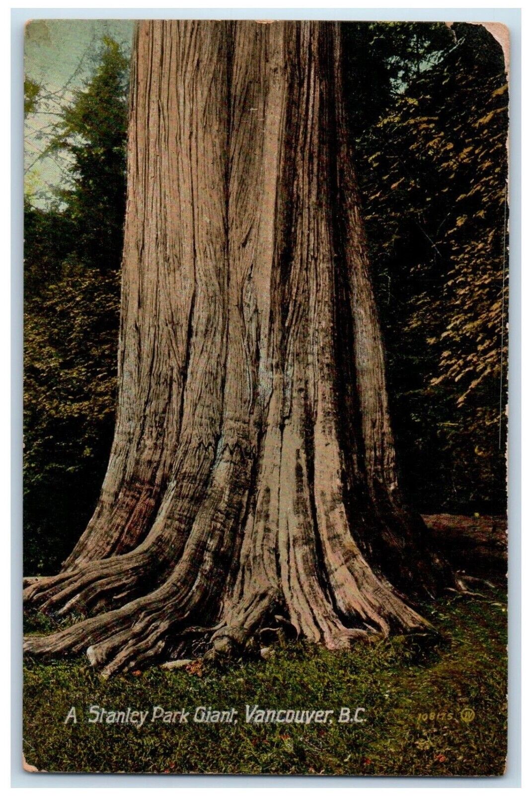 c1910\'s A Stanley Park Giant Vancouver British Columbia Canada Antique Postcard
