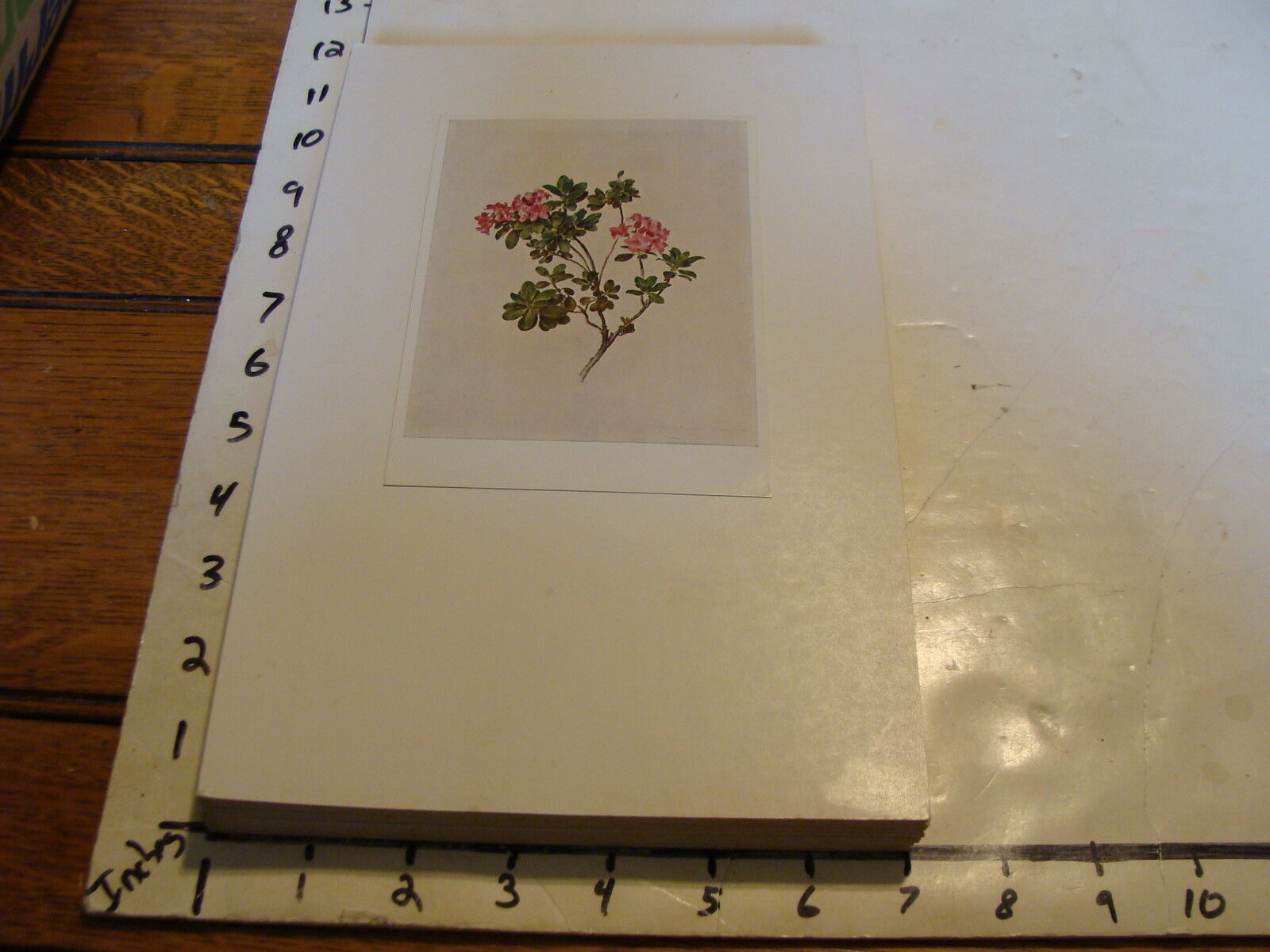 Vintage Flower Post Card mounted on board: rhododendron