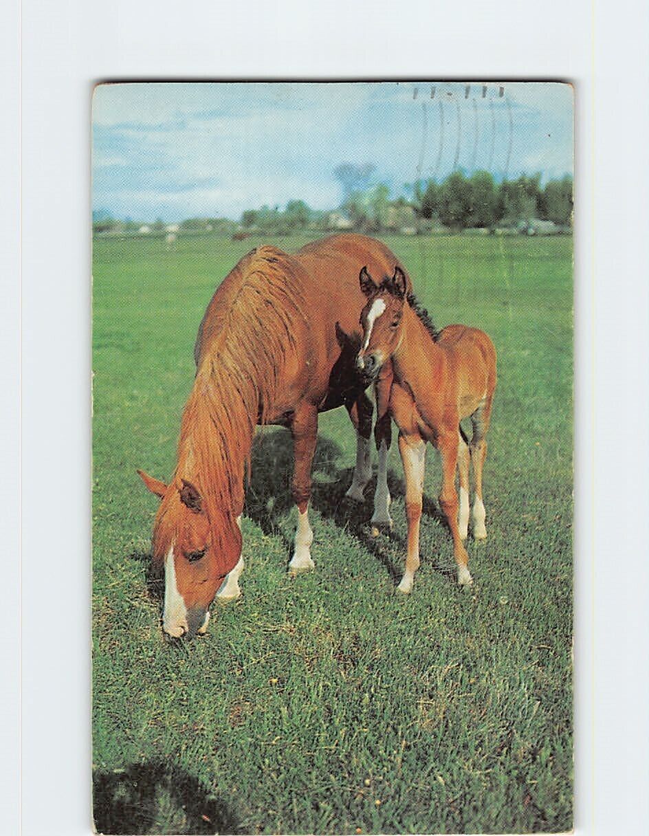 Postcard Horse & Foal