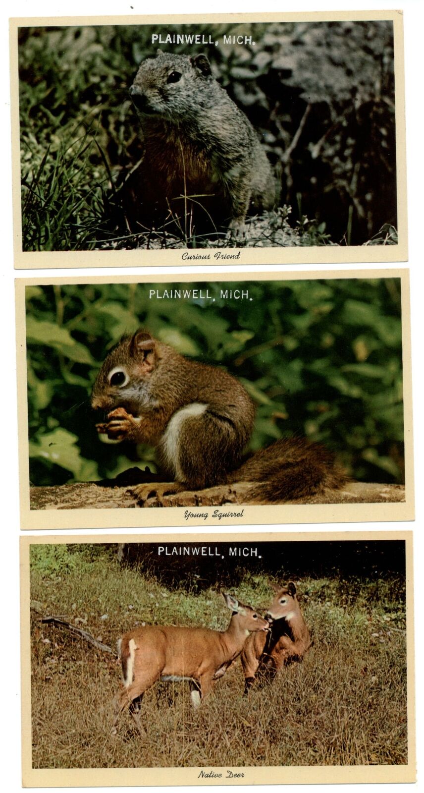LOT OF 3 Plainwell Michigan squirrel deer 1960s unused postcards