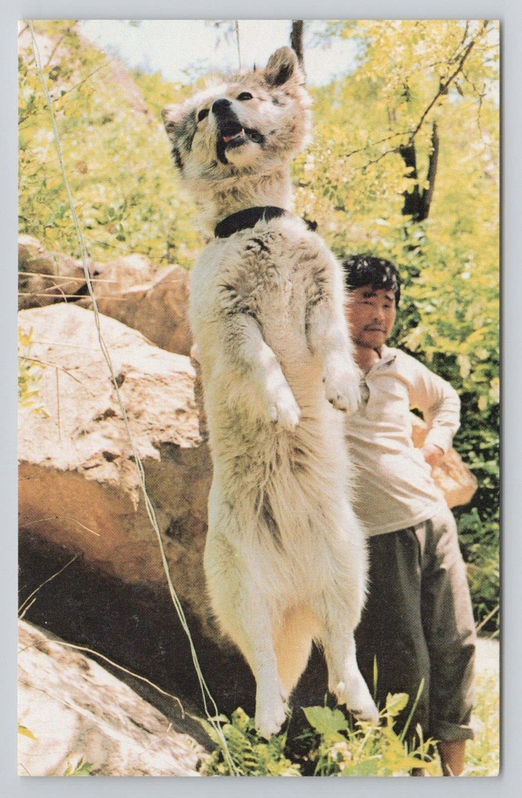 Postcard Picnic of Death South Korean Dog Hanged