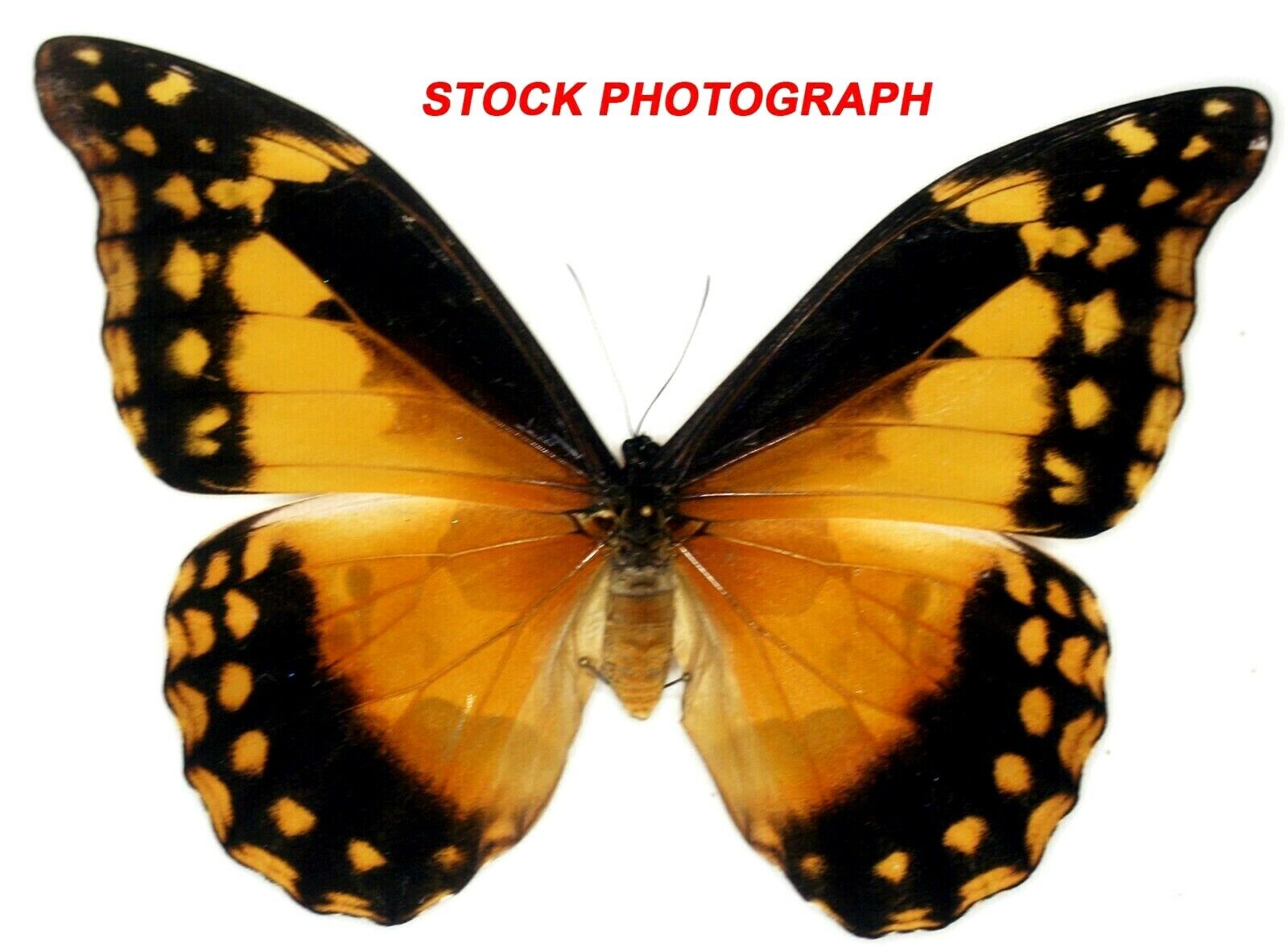 Insect Butterfly Moth Morphidae Morpho rhetenor helena FEMALE-A1 GORGEOUS