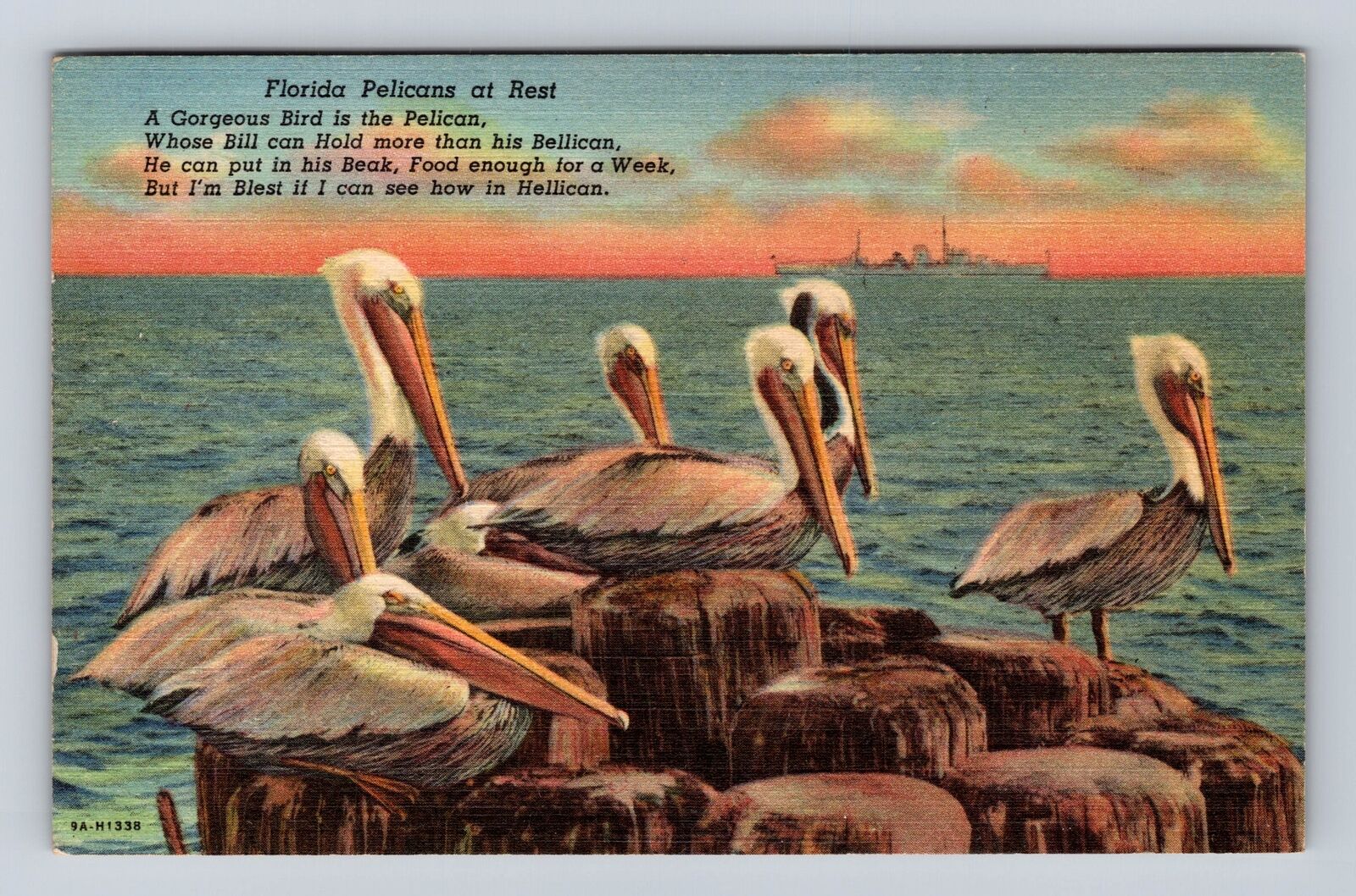FL- Florida, Pelicans At Rest, Antique, Vintage c1952 Postcard